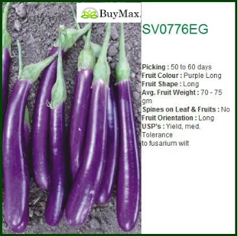 SV0776EG BRINJAL