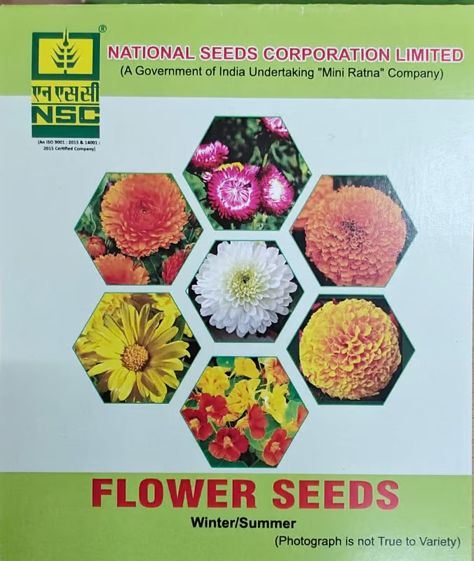 NSC Aster Flower Seed -2 gram