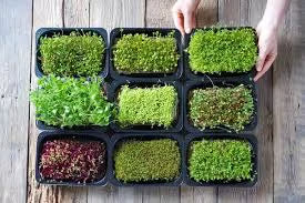 NSC Microgreen Seeds -Refill pack