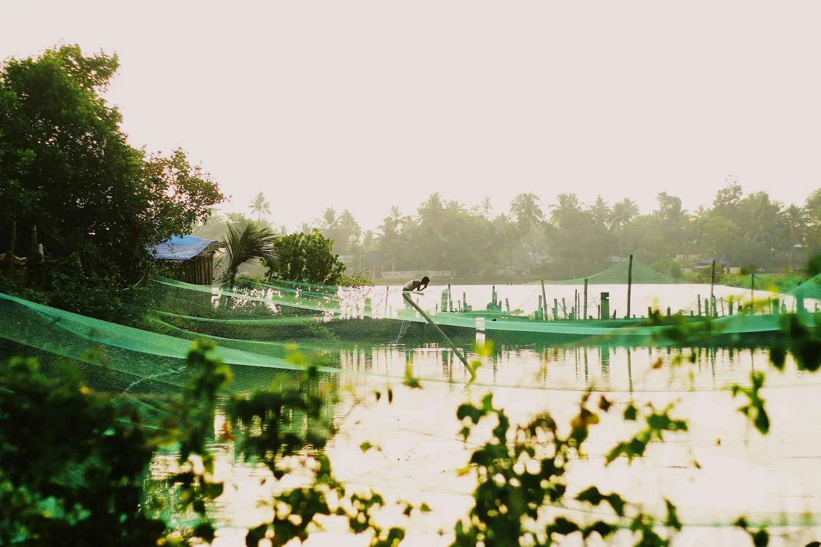 Netted fish-farming enclosures on a calm backwater pond at sunrise, with palm trees in the background