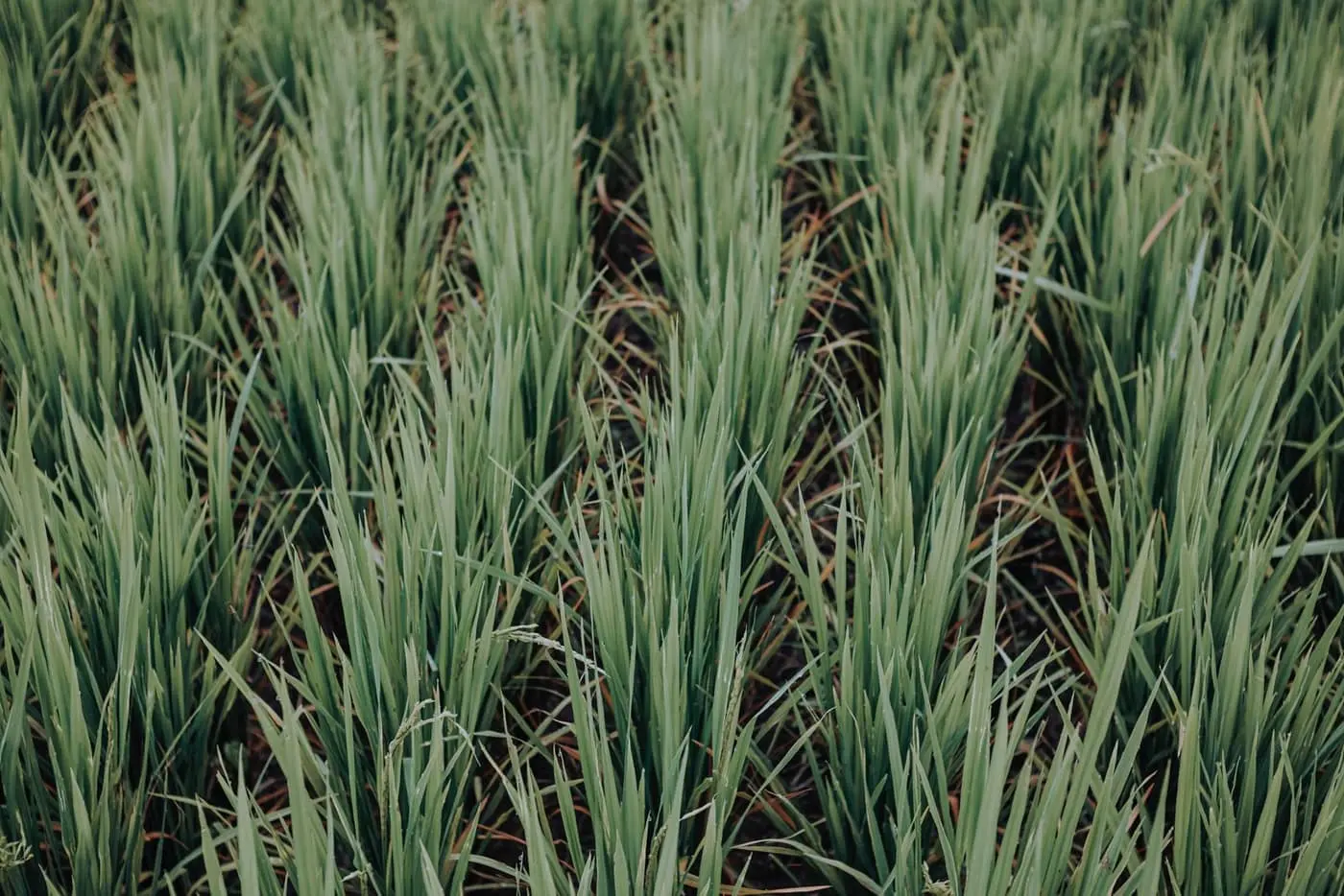 Close-up of green rice plants growing in clumps along orderly rows, with dark soil visible between the rows