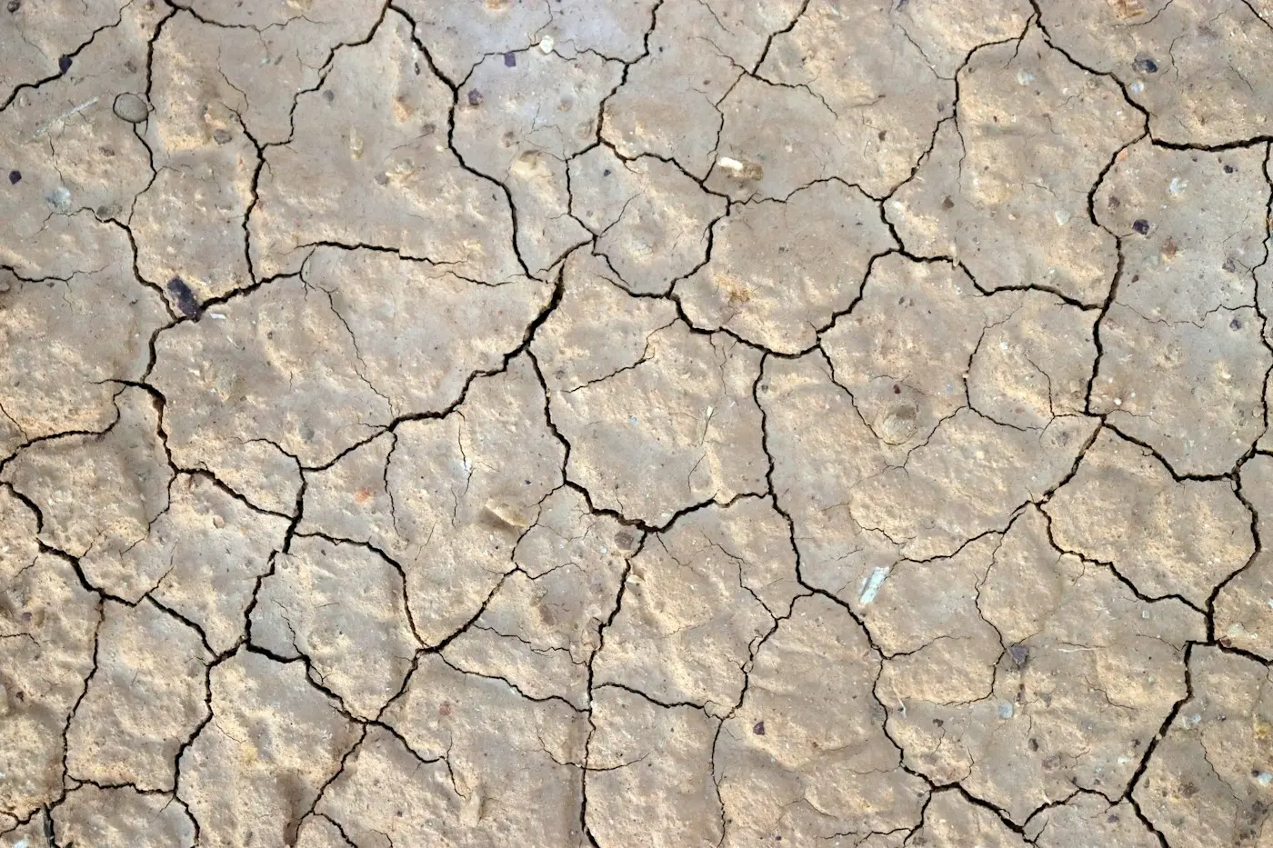 Dry cracked earth surface with deep fissures showing severe moisture loss
