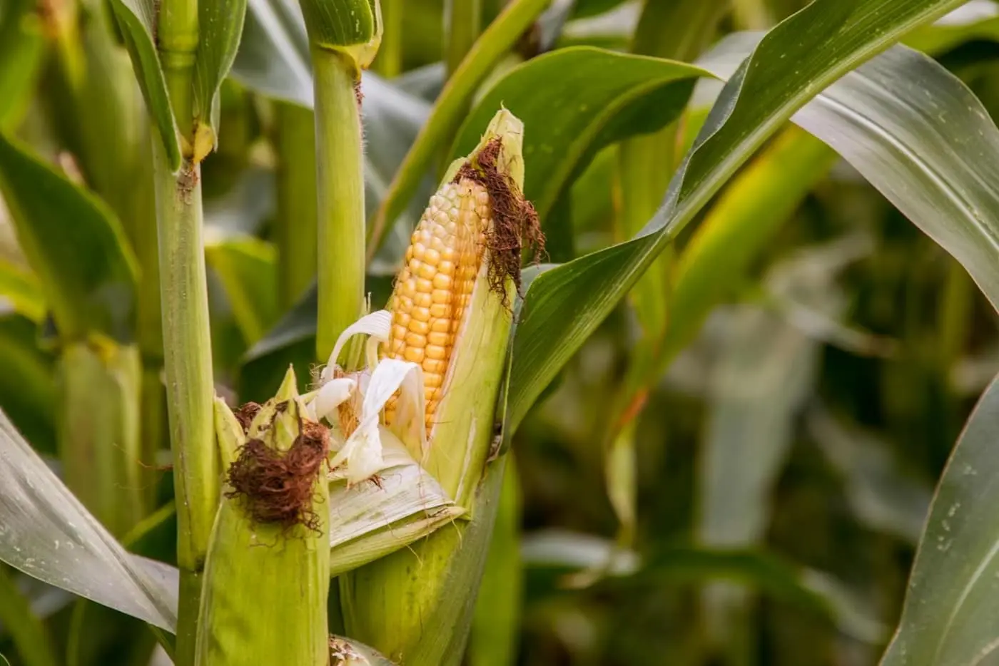 A maize cob on the plant with its husk torn open and kernels chewed away at the tip, surrounded by green maize leaves