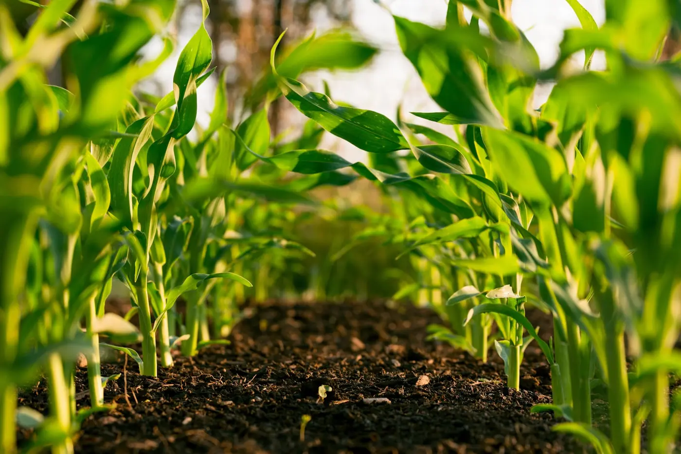Young green maize seedlings growing in rows with dark soil visible between the plants