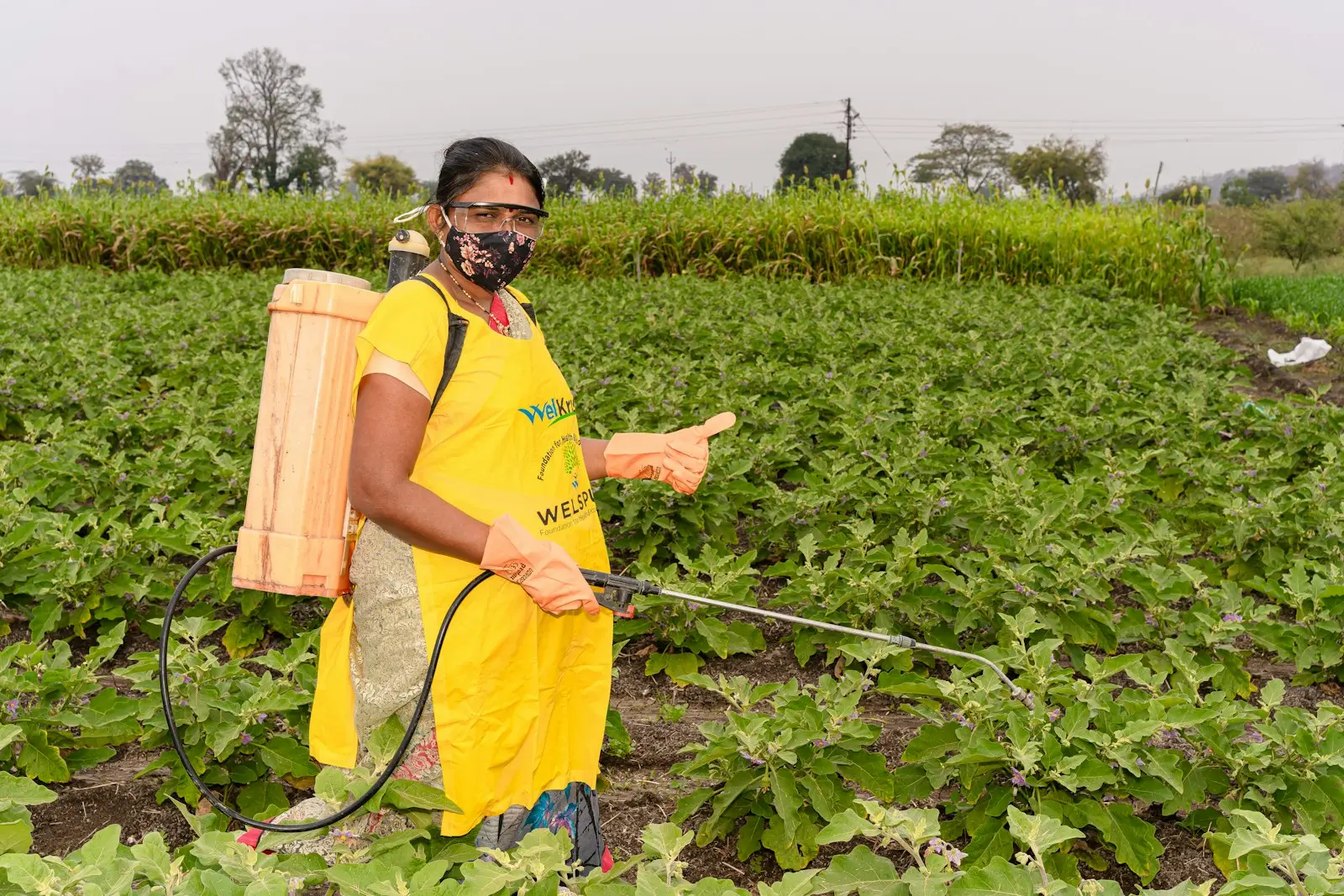 A woman in a backpack sprayer rig spraying a close row of eggplant plants