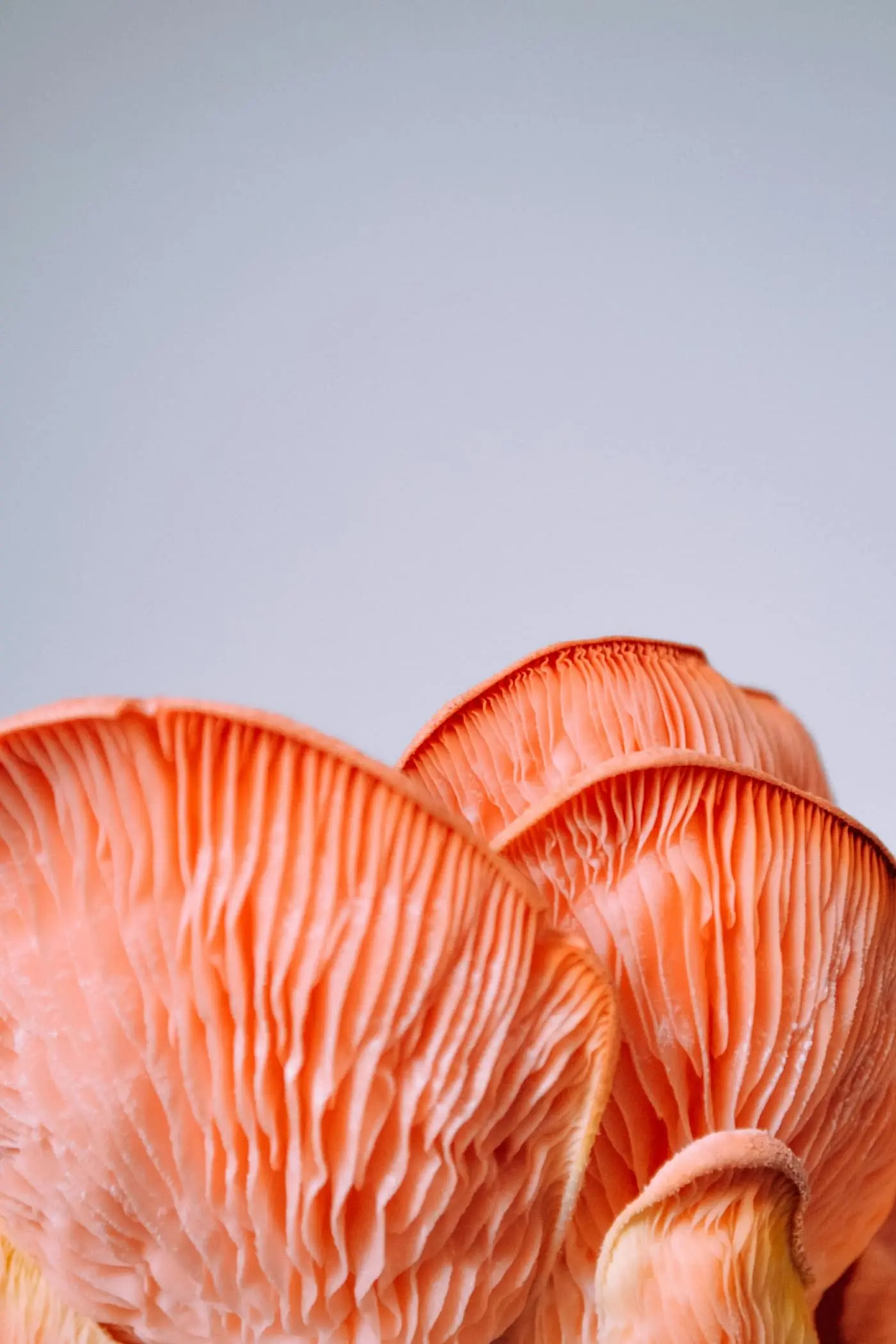 Close-up of the pink gills and overlapping caps of a cluster of pink oyster mushrooms against a plain grey background