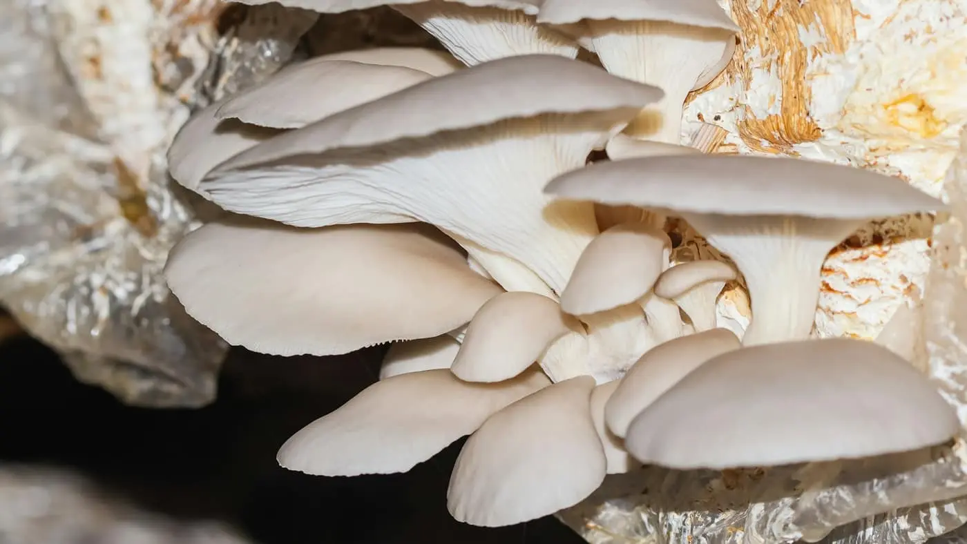 A cluster of white oyster mushrooms growing out of a straw substrate bag with the plastic peeled back