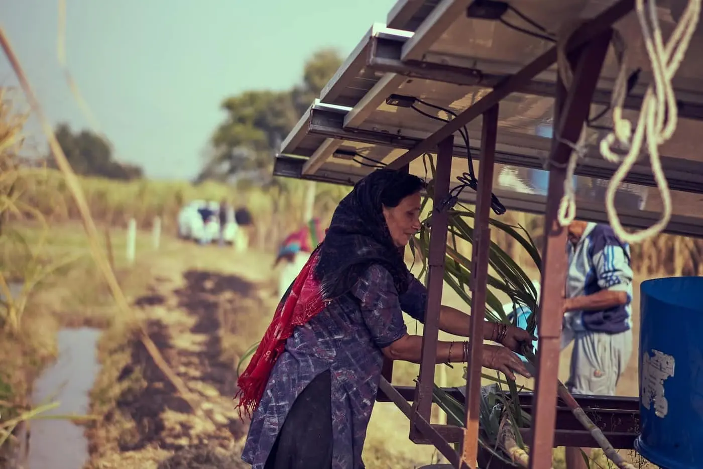 A woman farmer working under a frame of solar panels beside an irrigation channel and sugarcane field