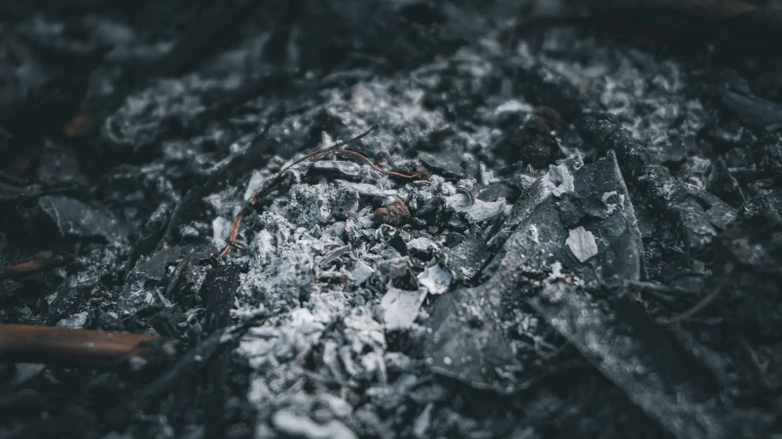 Close-up of grey wood ash and charred debris after a fire has burned down