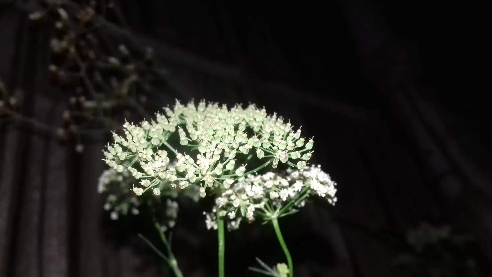 Umbrella-shaped white flower clusters (umbels) on an ajwain plant, close up at night
