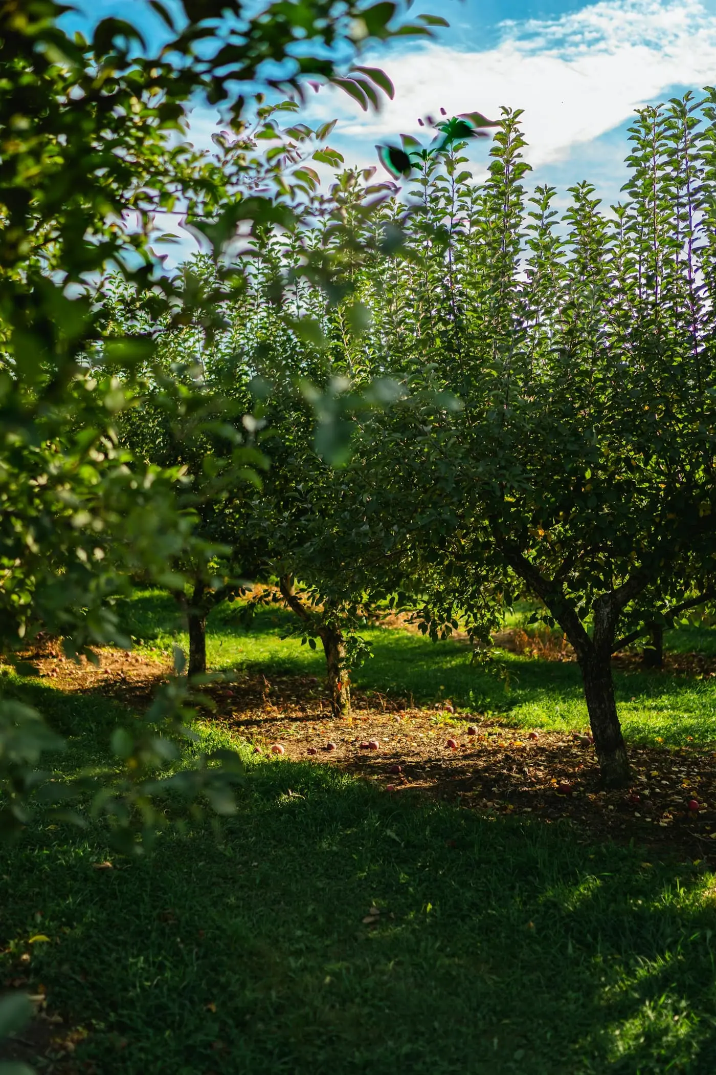 Rows of apple trees in an orchard with fallen fruit on the grass beneath them, morning sun through the leaves