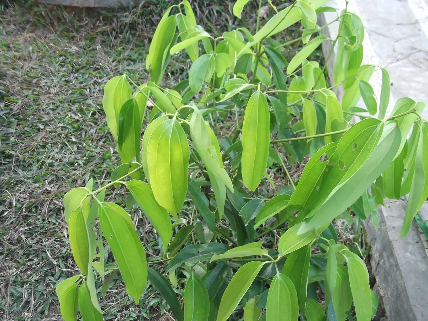 A young Cinnamomum verum (cinnamon) bush at Yercaud, Salem district, Tamil Nadu, showing the glossy three-veined leaves of the new flush — photo courtesy Wikimedia Commons, CC BY-SA 4.0