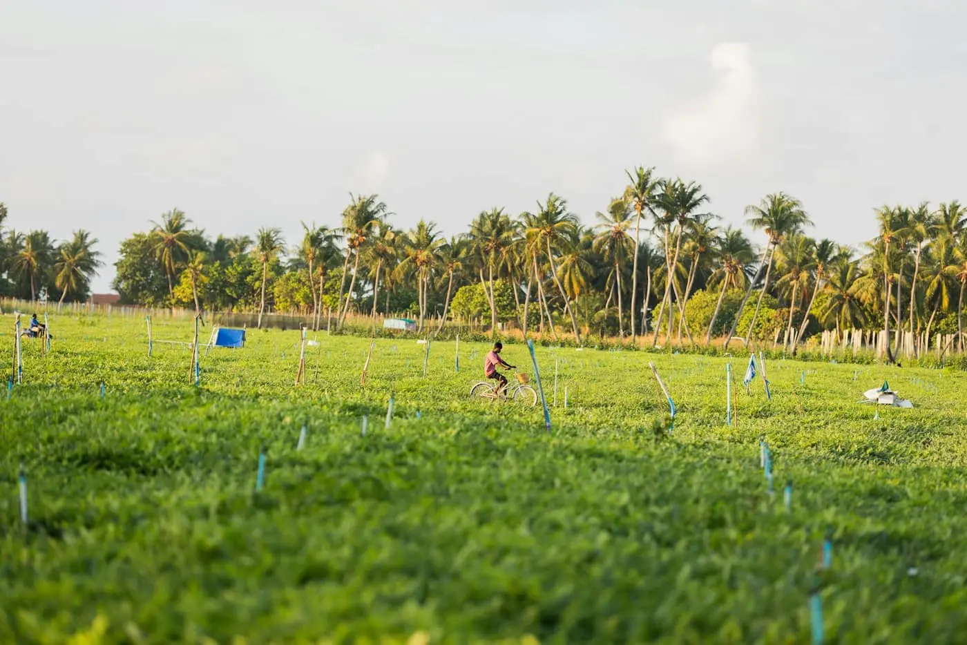 A green crop field with a row of tall coconut palms along the far boundary, a child cycling down a path through the field