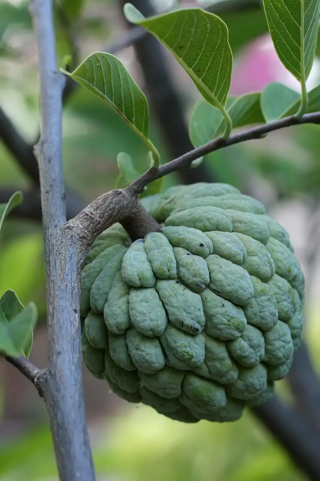 A pale-green, segmented custard apple (sitaphal) fruit ripening on the tree among the leaves