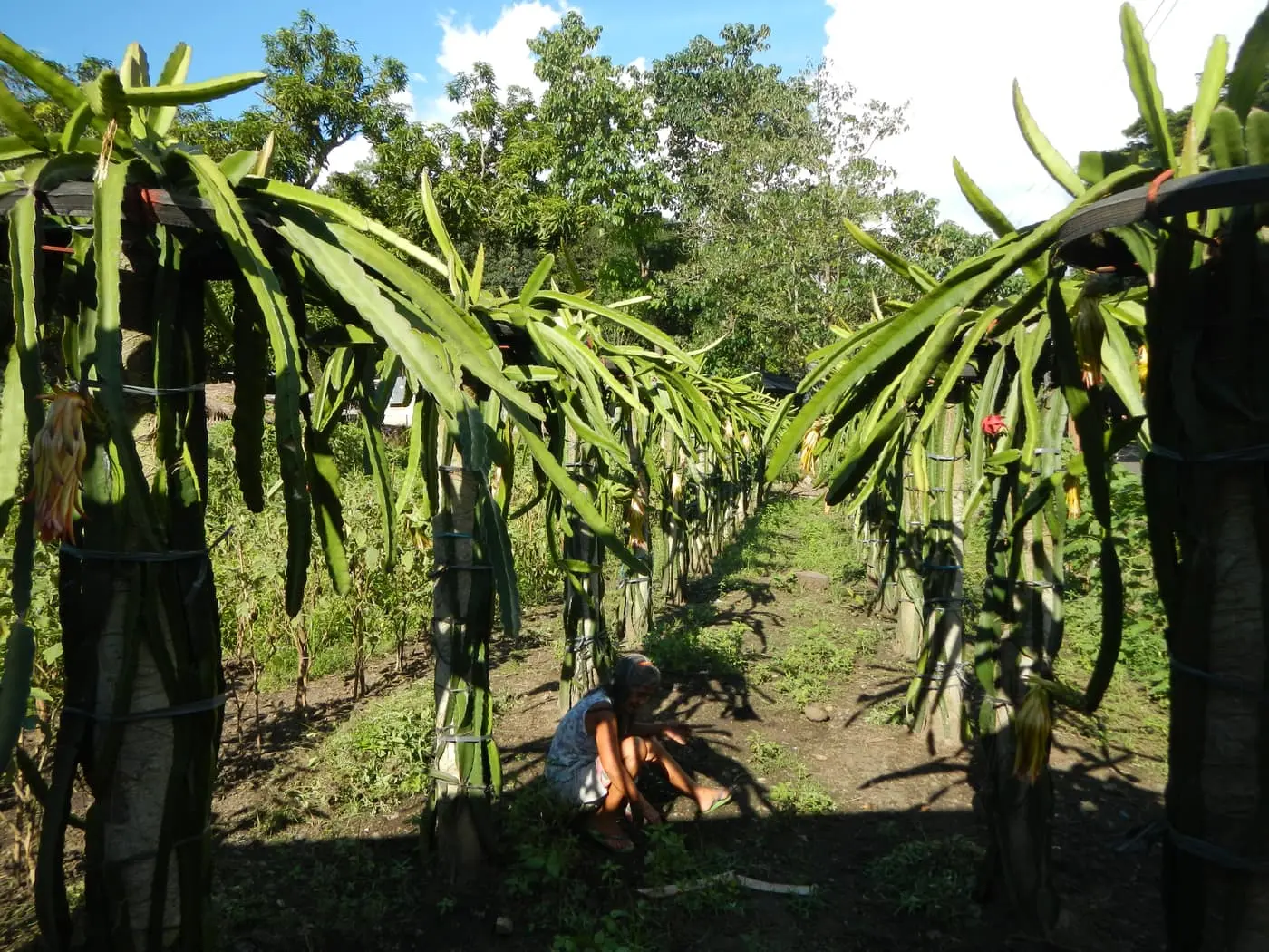 A dragon fruit (kamalam) plantation — climbing cactus stems trained over concrete poles with ring tops, a ripe red fruit and pale flowers among the cascading stems