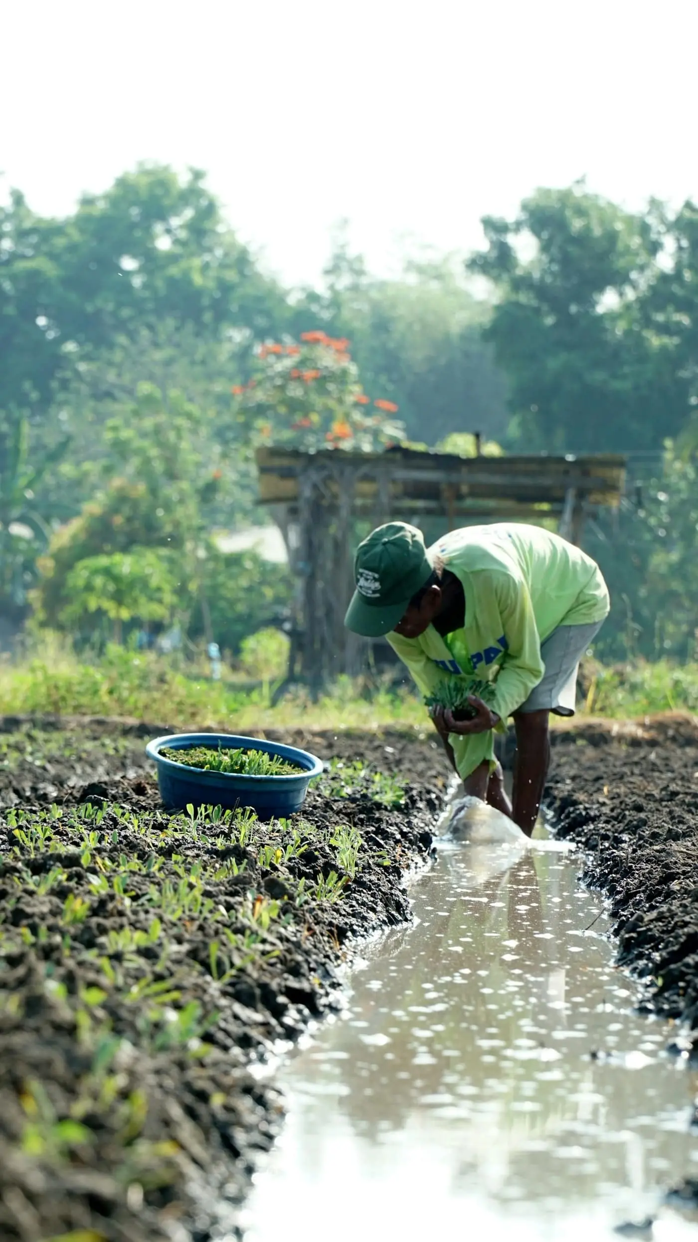 A farmer bent over, channelling irrigation water down a muddy furrow towards rows of young vegetable seedlings, with a blue tub of seedlings beside him