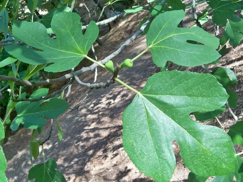 A fig (anjeer) branch showing the large, deeply lobed fig leaves and small green developing figs forming at the leaf axils