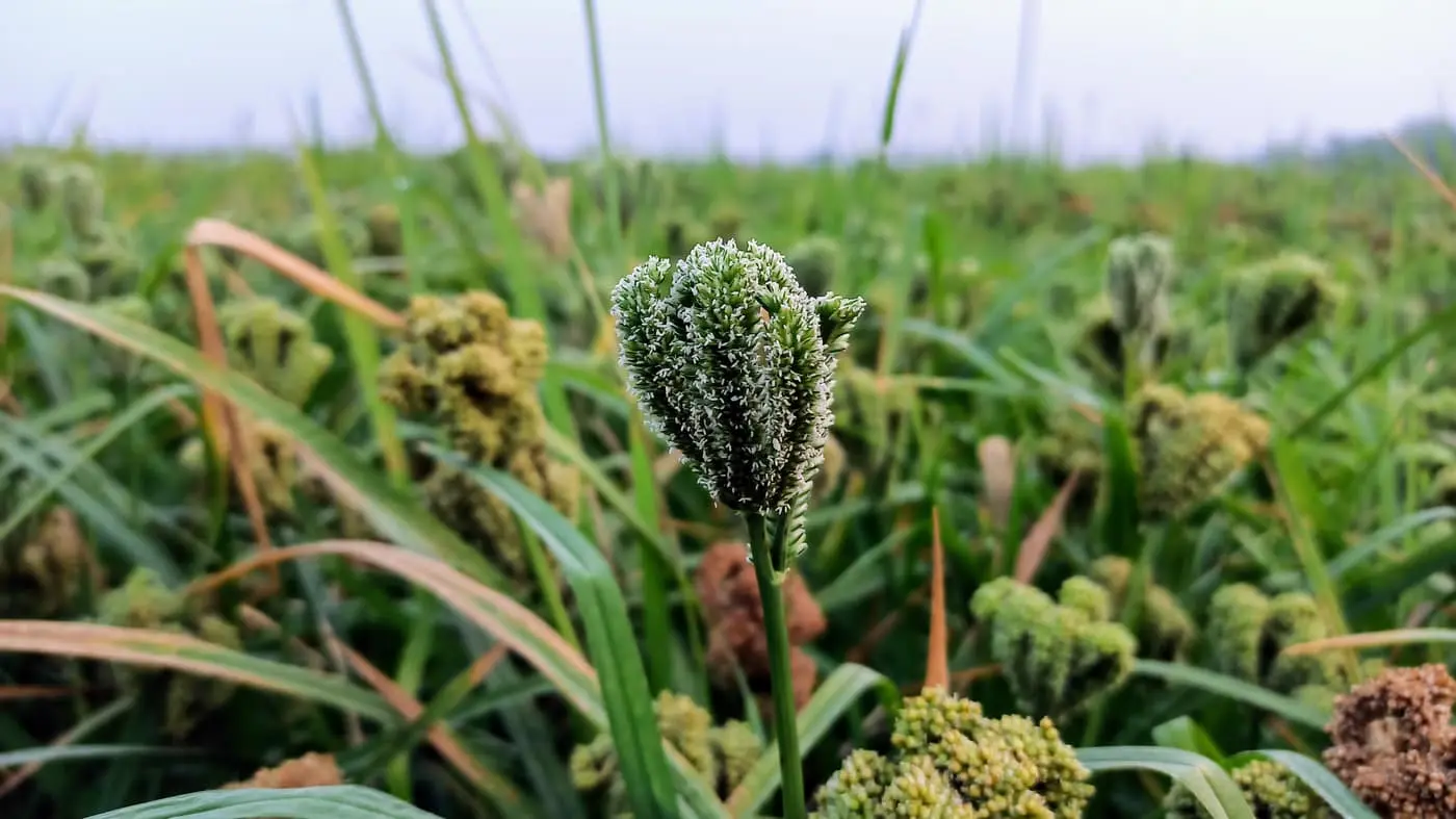 A finger millet (ragi) field with the crop’s distinctive fist-shaped clusters of incurved finger-like grain spikes, one green earhead in sharp focus and the ripening field behind