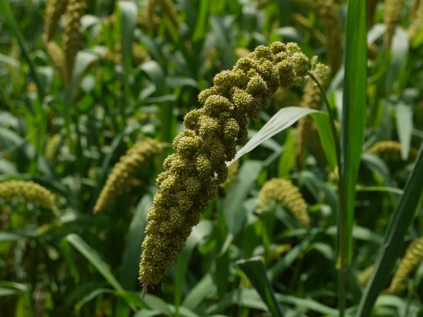 A field of foxtail millet (kangni) with green, bristly, cylindrical ear heads — the "foxtails" — bending on the stalks among the leaves