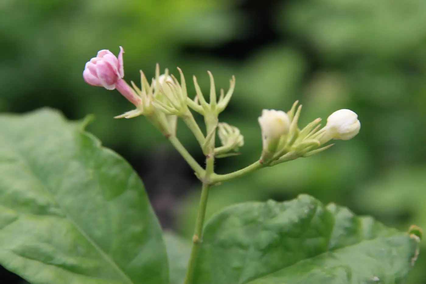 Jasmine (Jasminum sambac / mogra) plump white and pink unopened buds and an opening flower on the plant — the bud stage at which jasmine is picked
