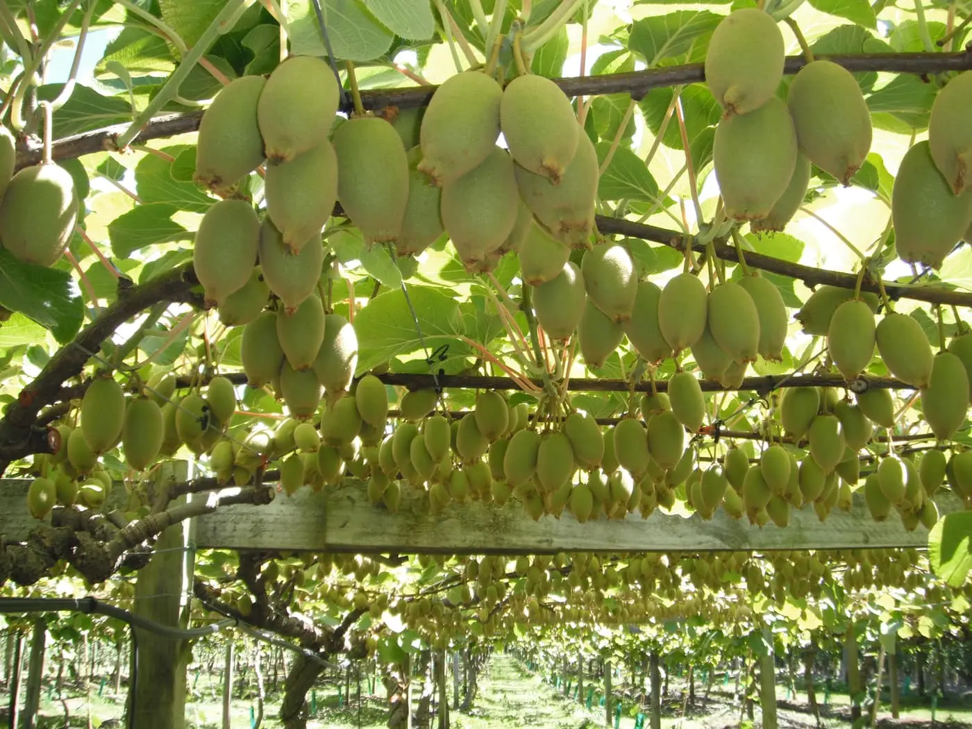 Dense clusters of kiwi fruit hanging from an overhead pergola-trained vine, with orchard rows receding behind