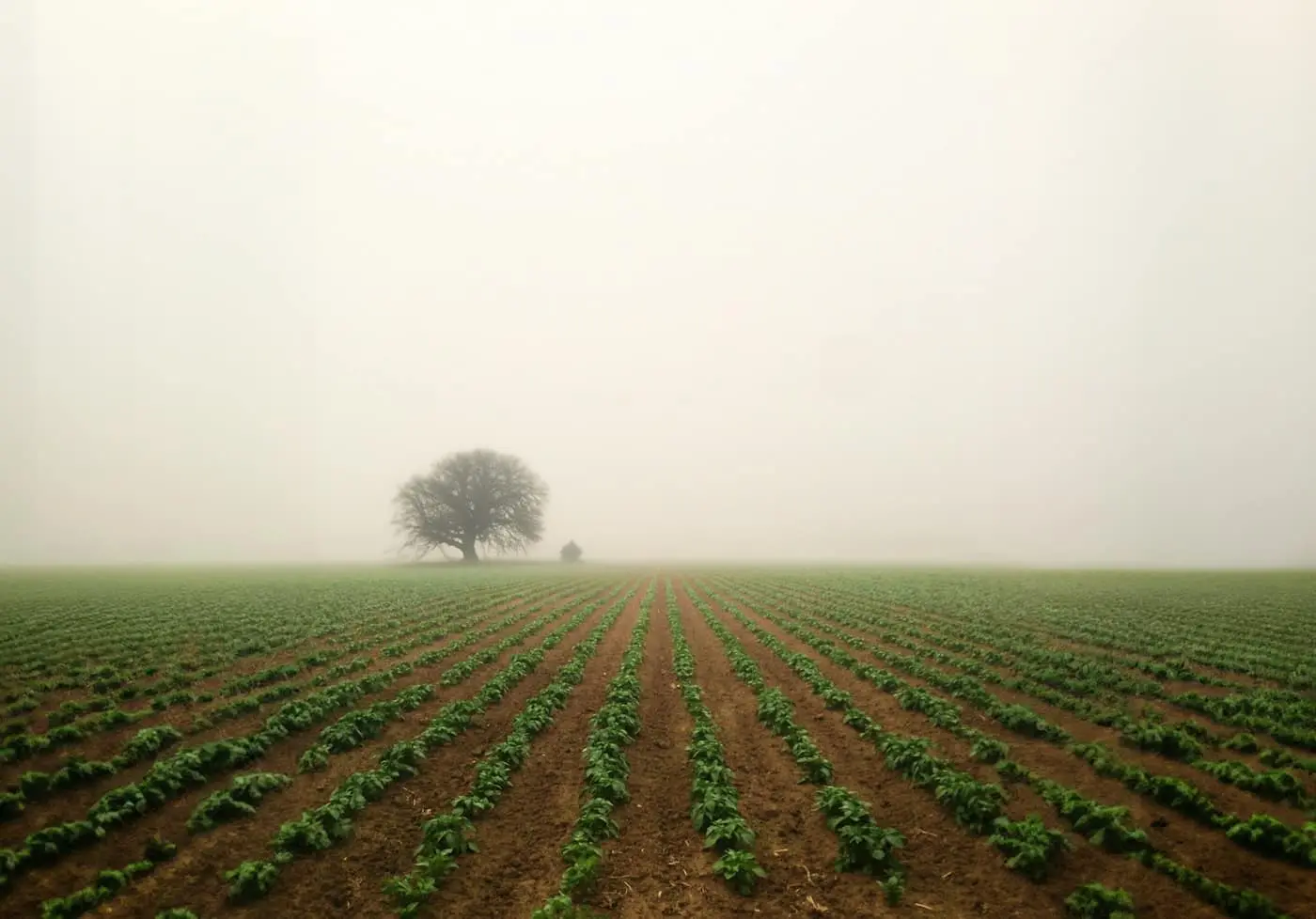 A single tree standing in the middle of a ploughed crop field with rows of young seedlings, under a misty sky