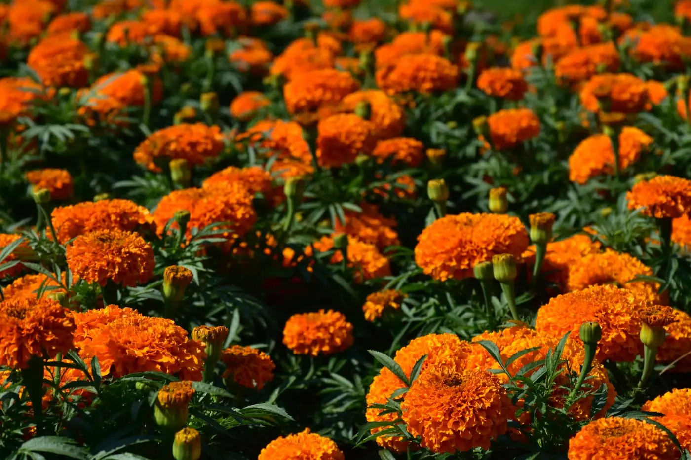 A field of bright orange African marigold (genda) flowers in full bloom with developing buds