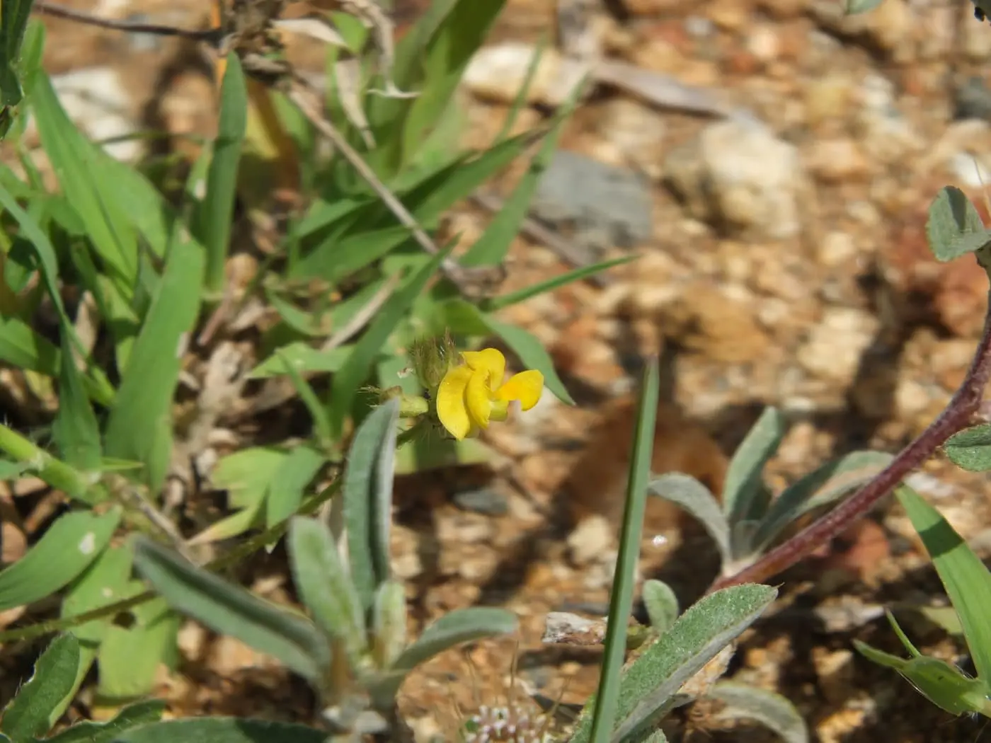 A moth bean (matki) plant growing low on stony, sandy arid ground, with its characteristic small yellow pea-flower and finely divided leaflets — photo courtesy iNaturalist (siddarthmachado), CC BY