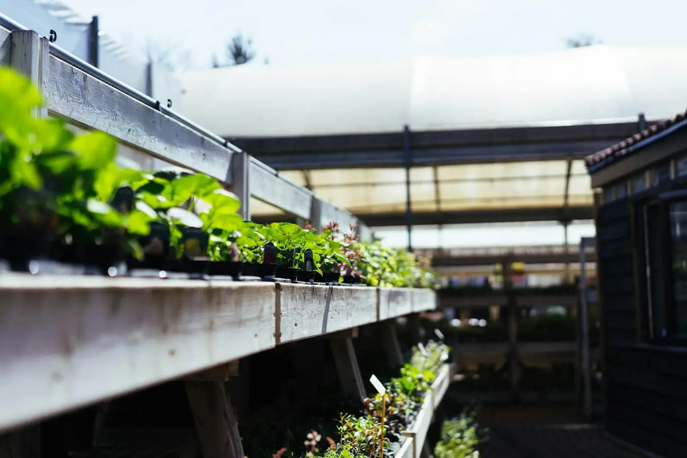 Rows of small potted seedlings lined up on a wooden nursery bench inside a sunlit greenhouse