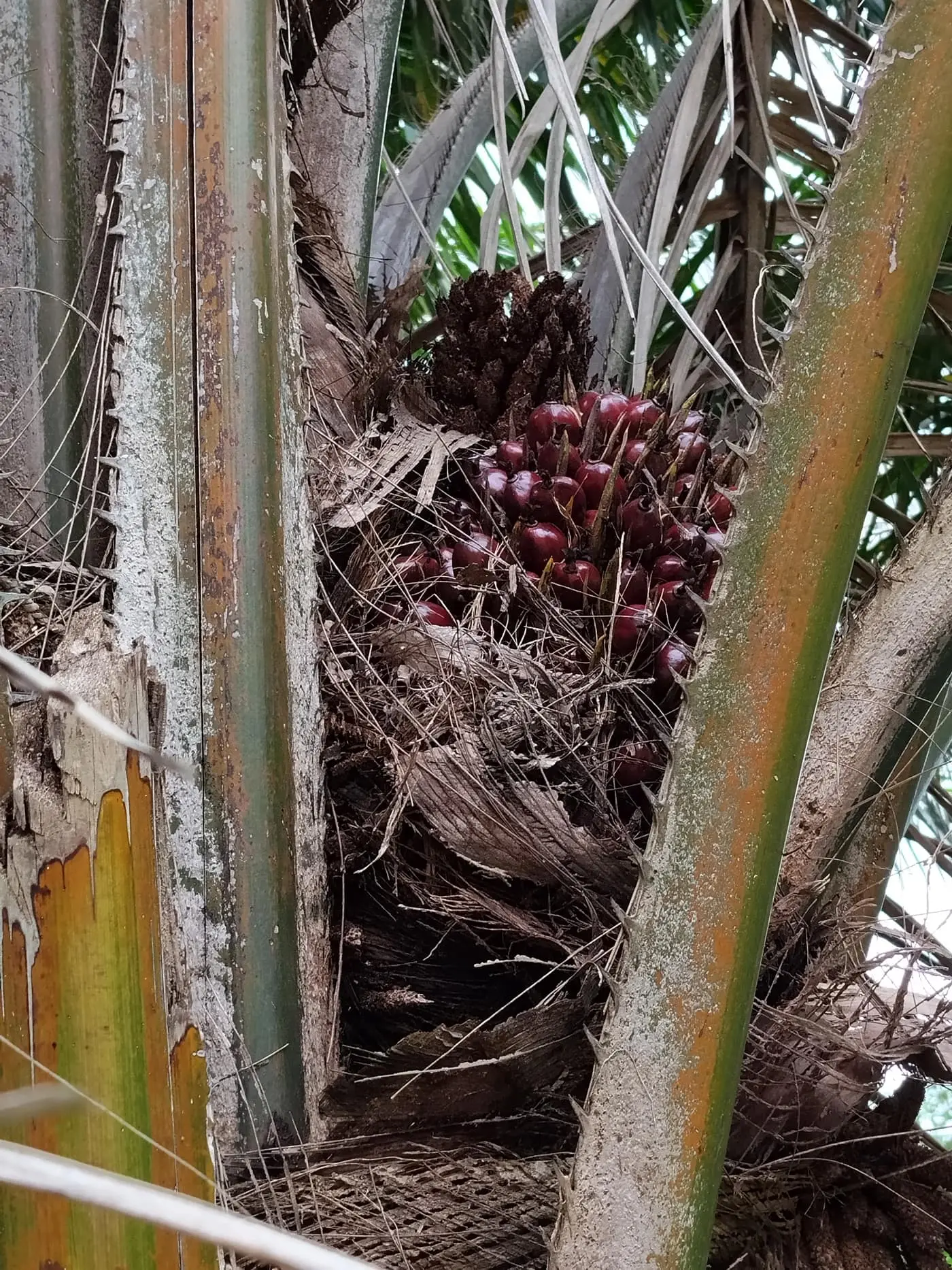 An oil palm bearing a ripe reddish fresh fruit bunch (FFB) nestled at the base of its fronds
