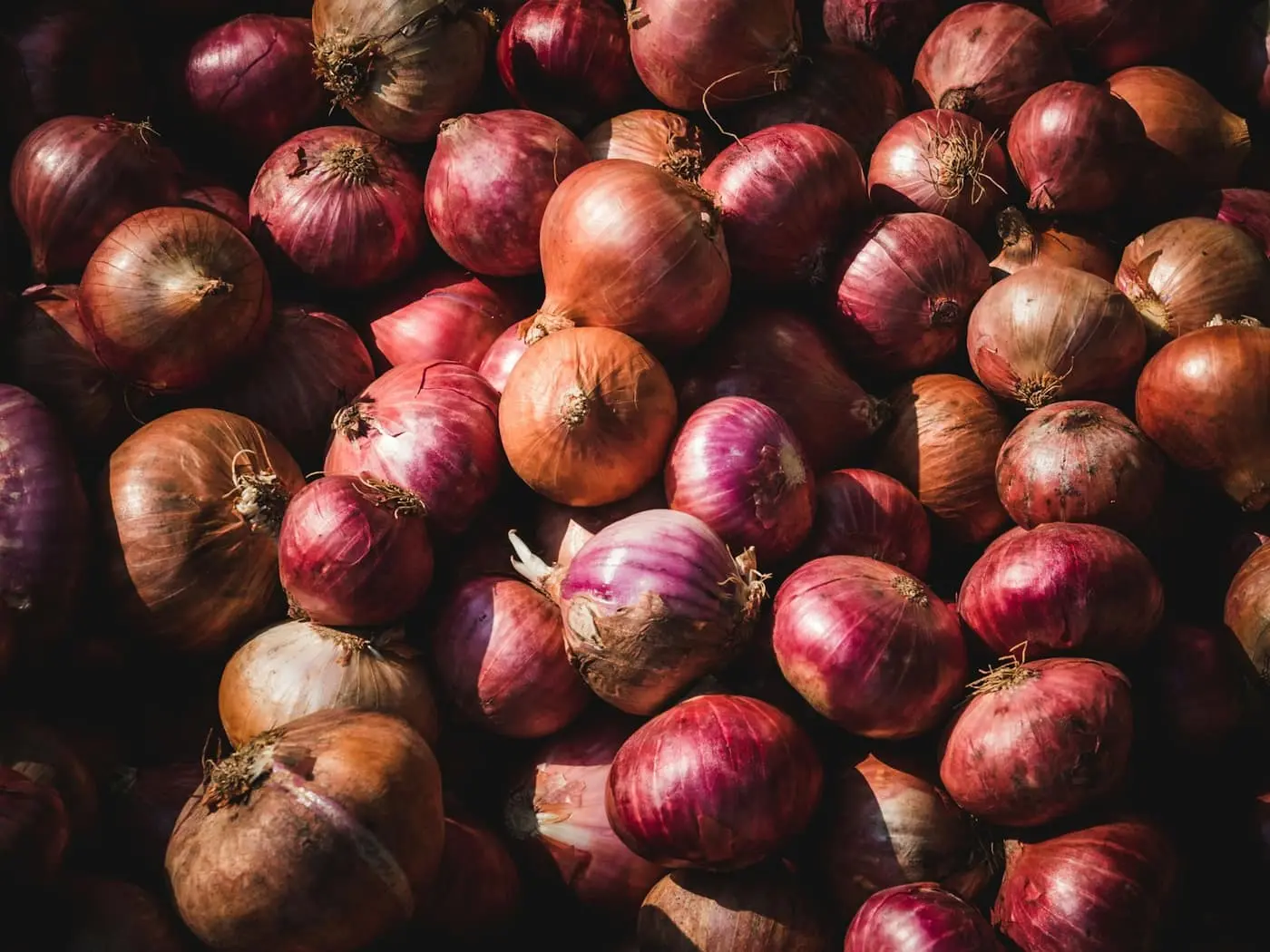 A large pile of harvested red onions