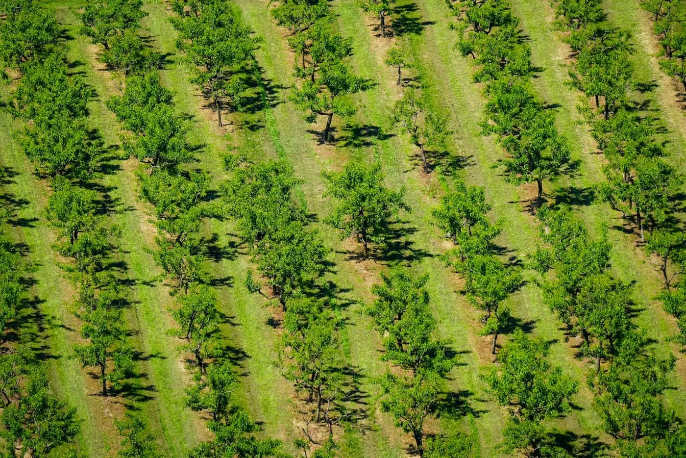 Aerial view of an orchard with trees planted in evenly spaced rows, separated by strips of mown grass