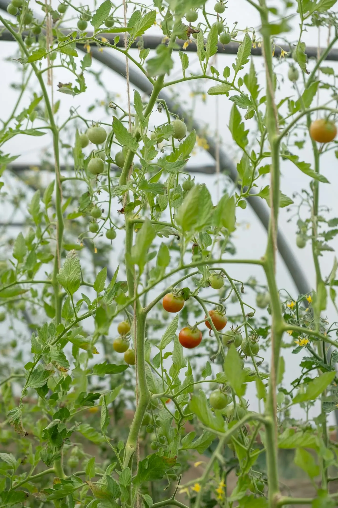 Close-up of tomato vines tied up support strings inside a polytunnel, with ripening green and red cherry tomatoes hanging among the leaves