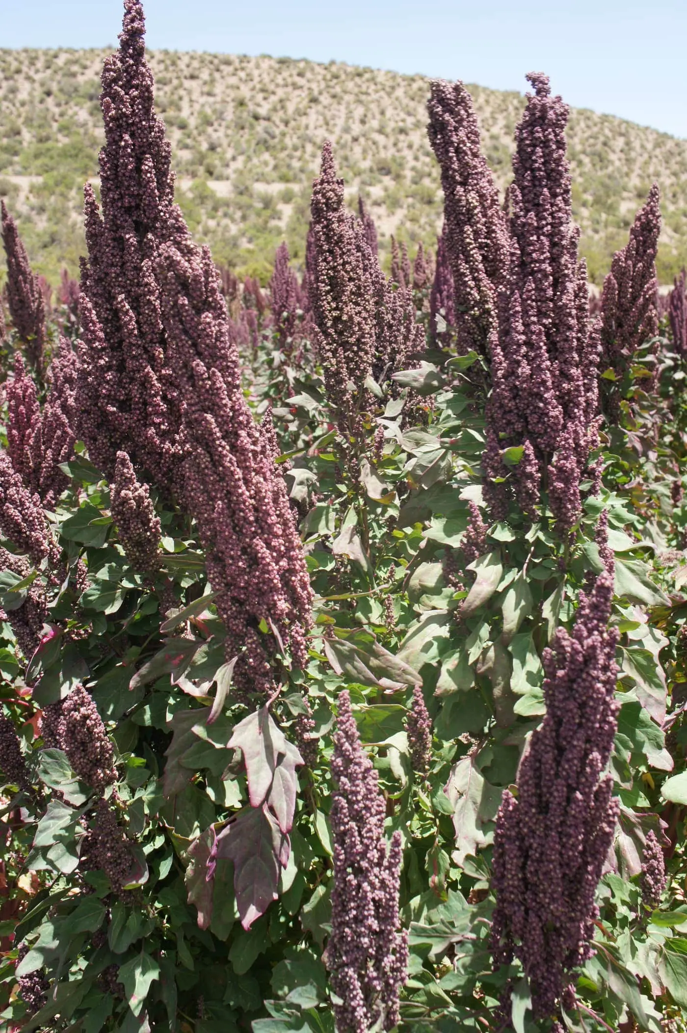 A quinoa crop in flower — tall plants topped with dense deep-magenta seed panicles above green-and-purple goosefoot leaves, a dry hillside behind