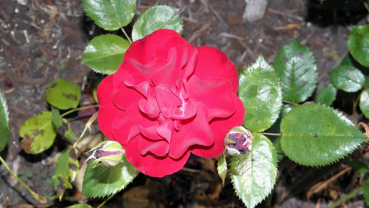 A deep-red rose in full bloom with unopened buds and the characteristic serrated compound leaves on a rose bush