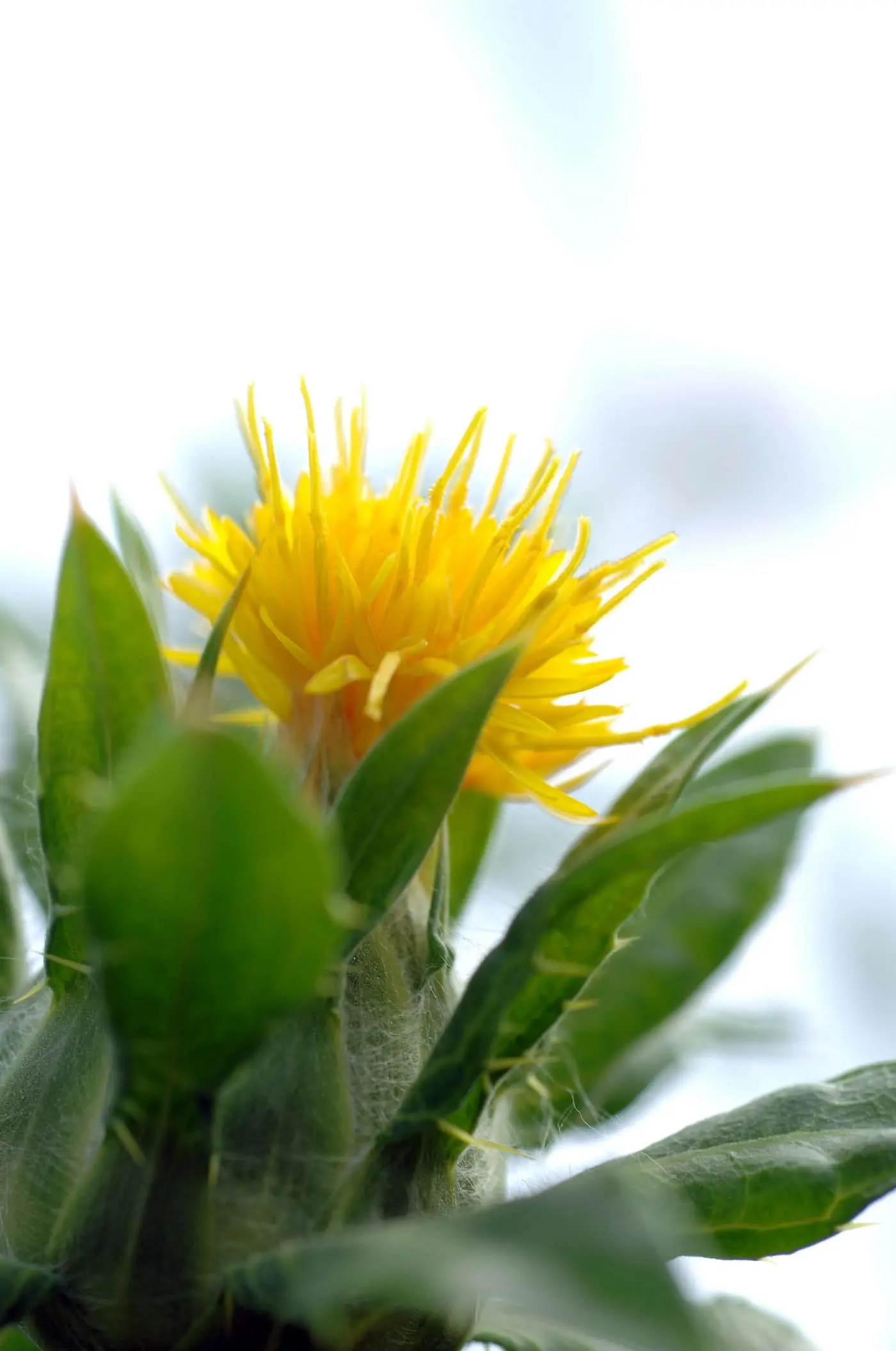 Close-up of a single safflower (kusum / kardi) plant — a bright orange-yellow spiny flower head opening from a cup of stiff, spine-tipped green bracts and lance-shaped prickly leaves