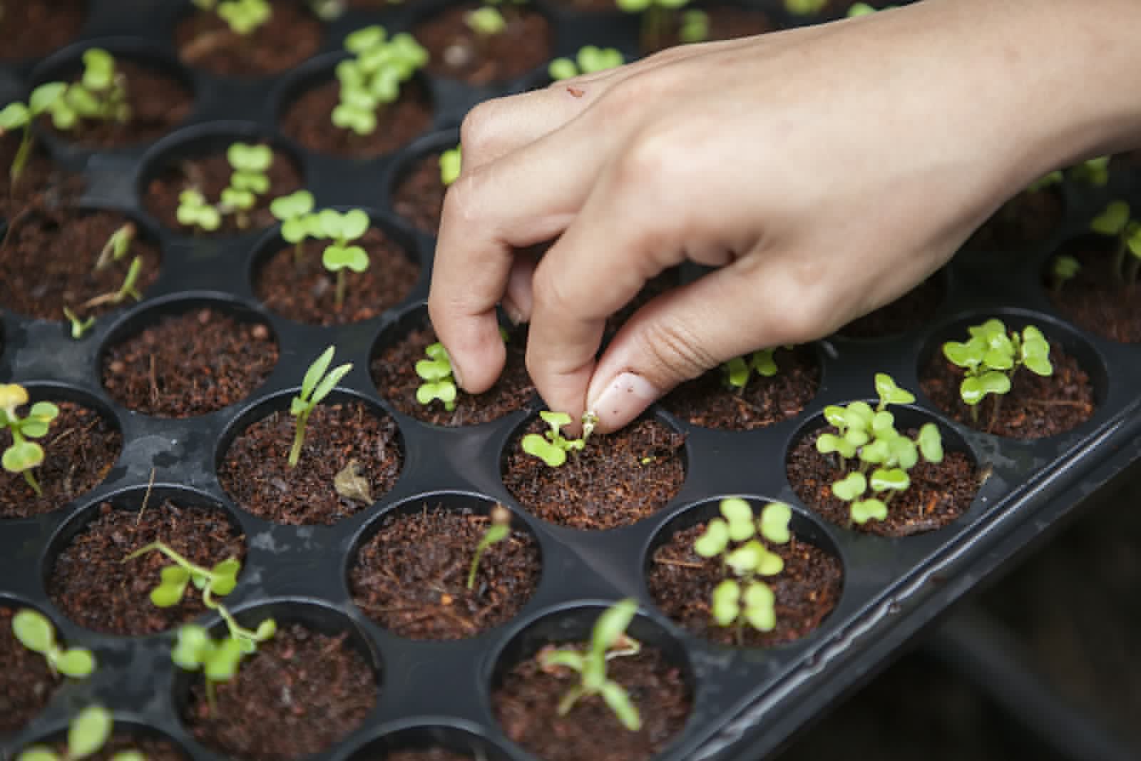 A hand tending seedlings growing in the cells of a black nursery tray