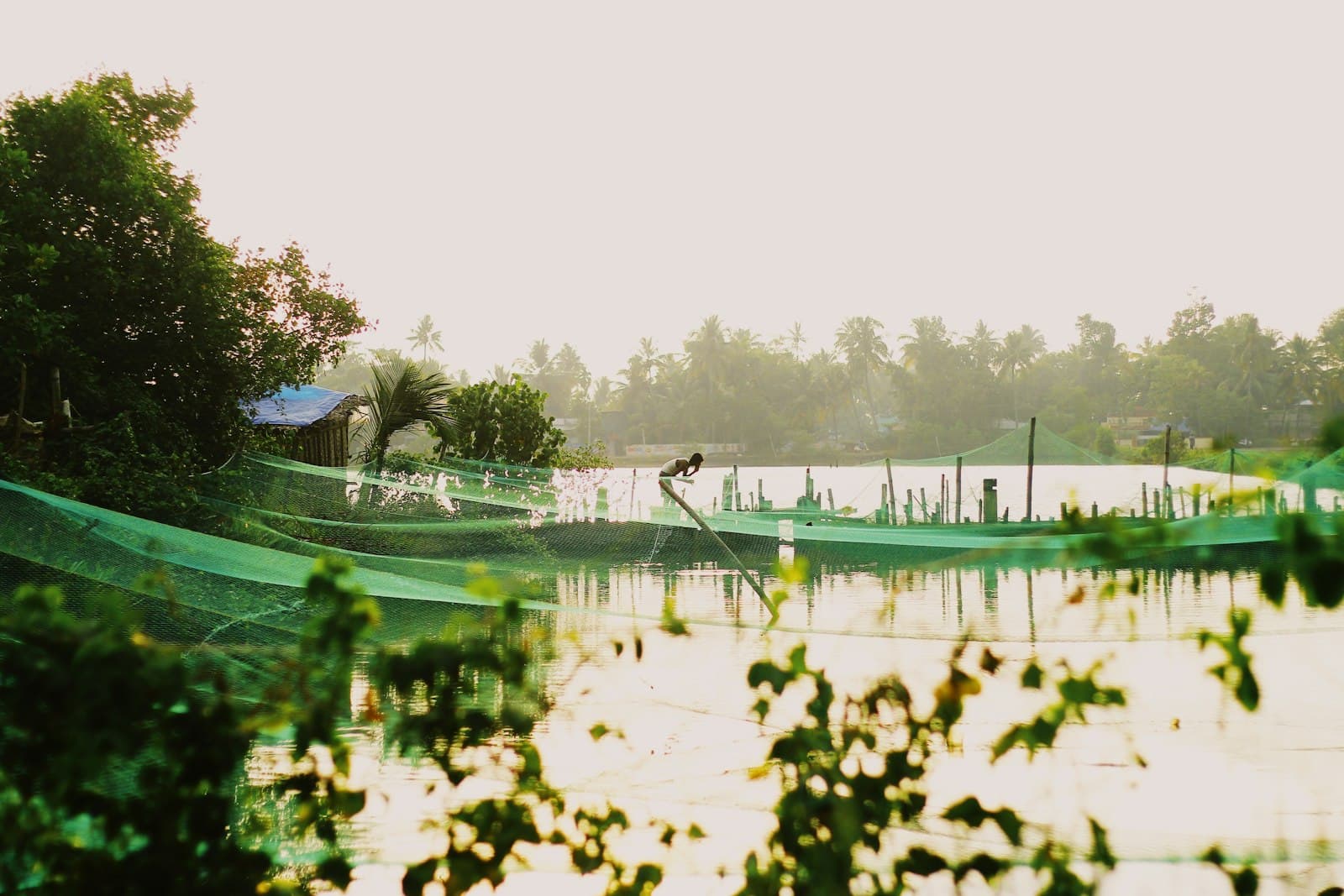 Netted fish-farming enclosures on a calm backwater pond at sunrise, with palm trees in the background