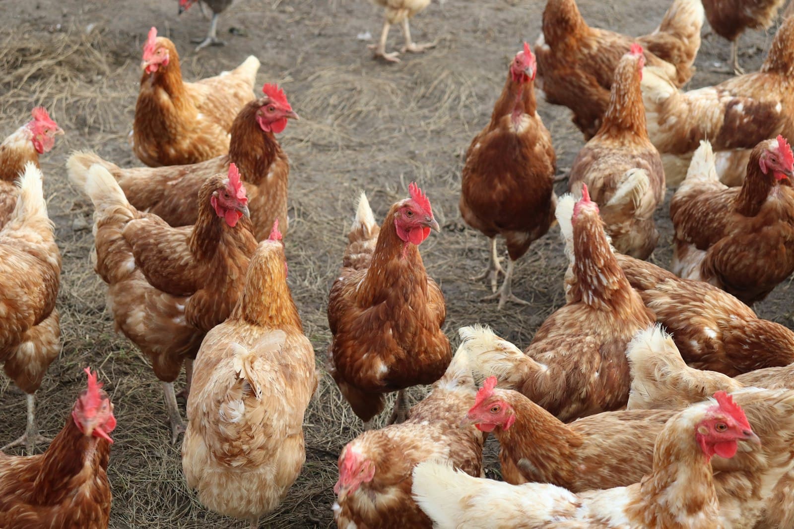 A flock of brown hens crowded together on bare ground in a poultry yard