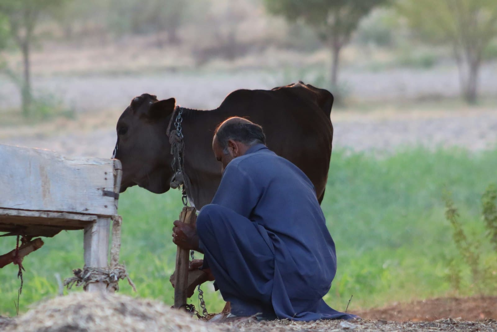 A farmer crouching to milk a cow by hand beside a wooden feed trough in a rural field
