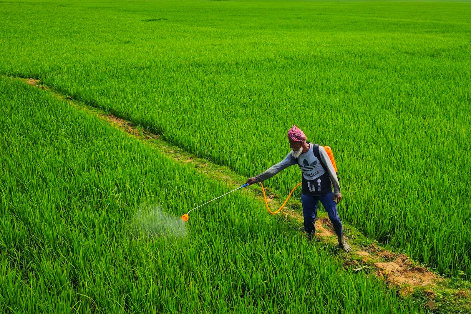 A farmer with a backpack sprayer applying a fine mist over a green paddy field