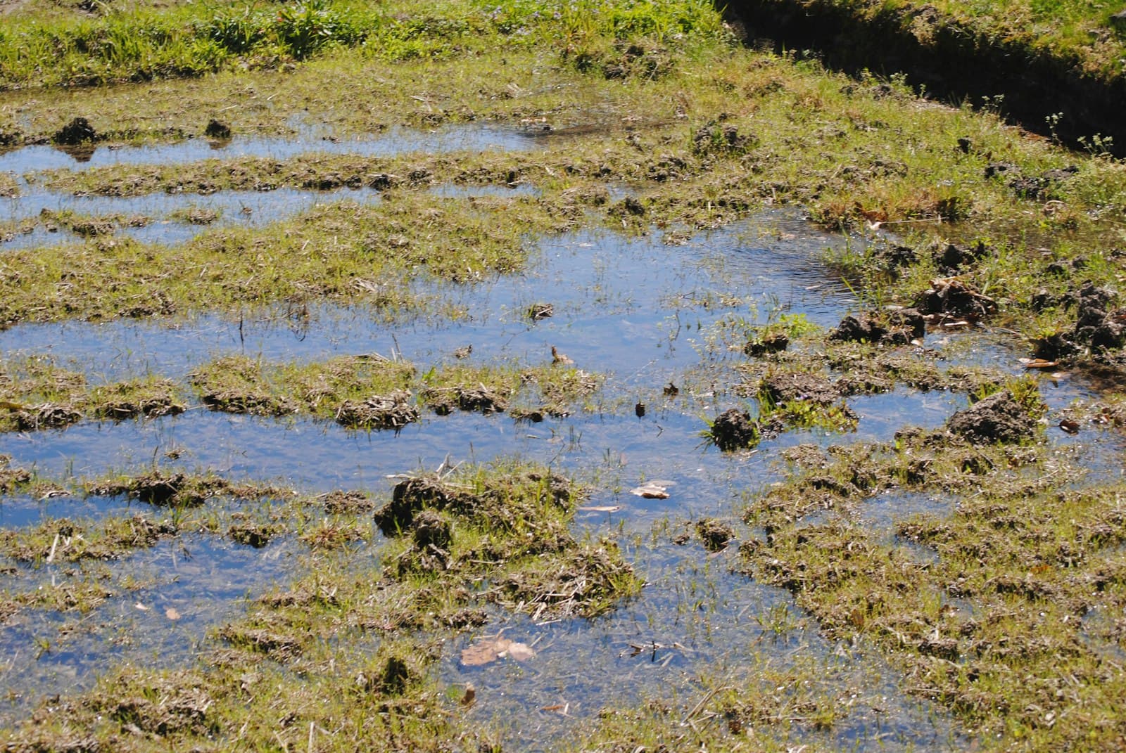 A waterlogged field with pools of water sitting between mounds of grass and mud after heavy rain