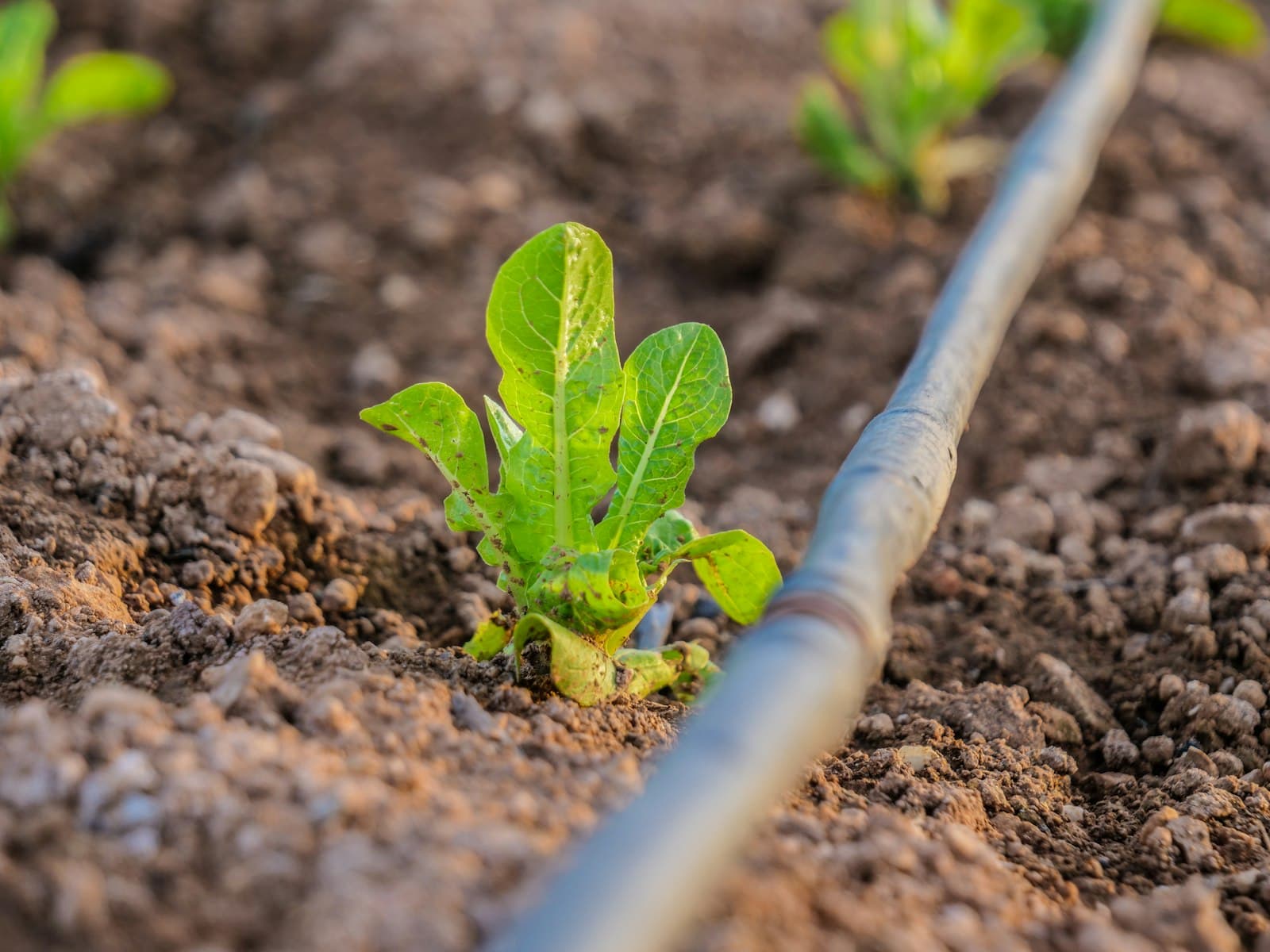 A black drip irrigation line running through soil beside a young leafy seedling