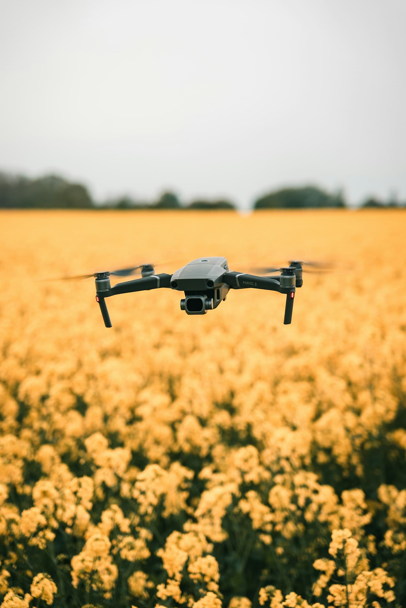 Quadcopter drone hovering over a flowering yellow mustard field