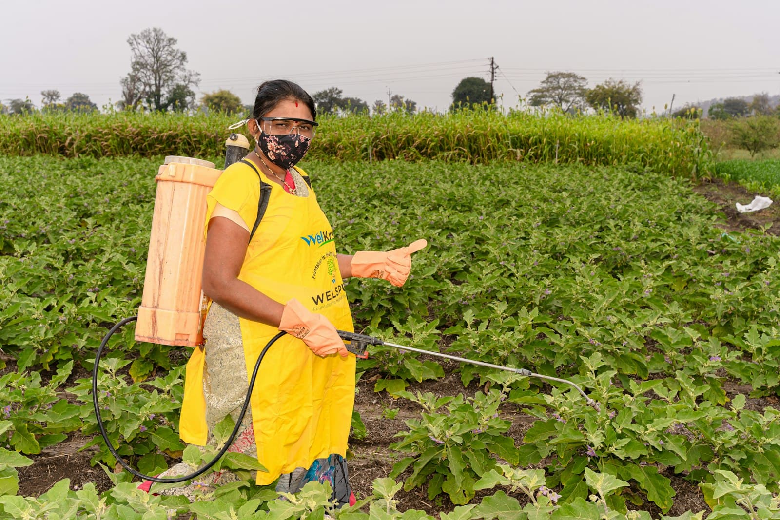 A woman in a backpack sprayer rig spraying a close row of eggplant plants