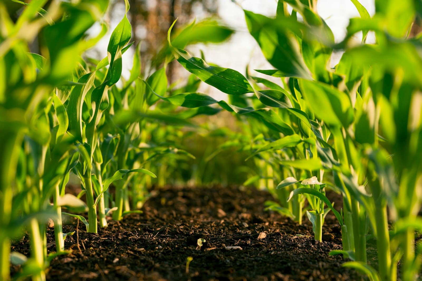 Young maize plants growing in two rows with dark soil between them