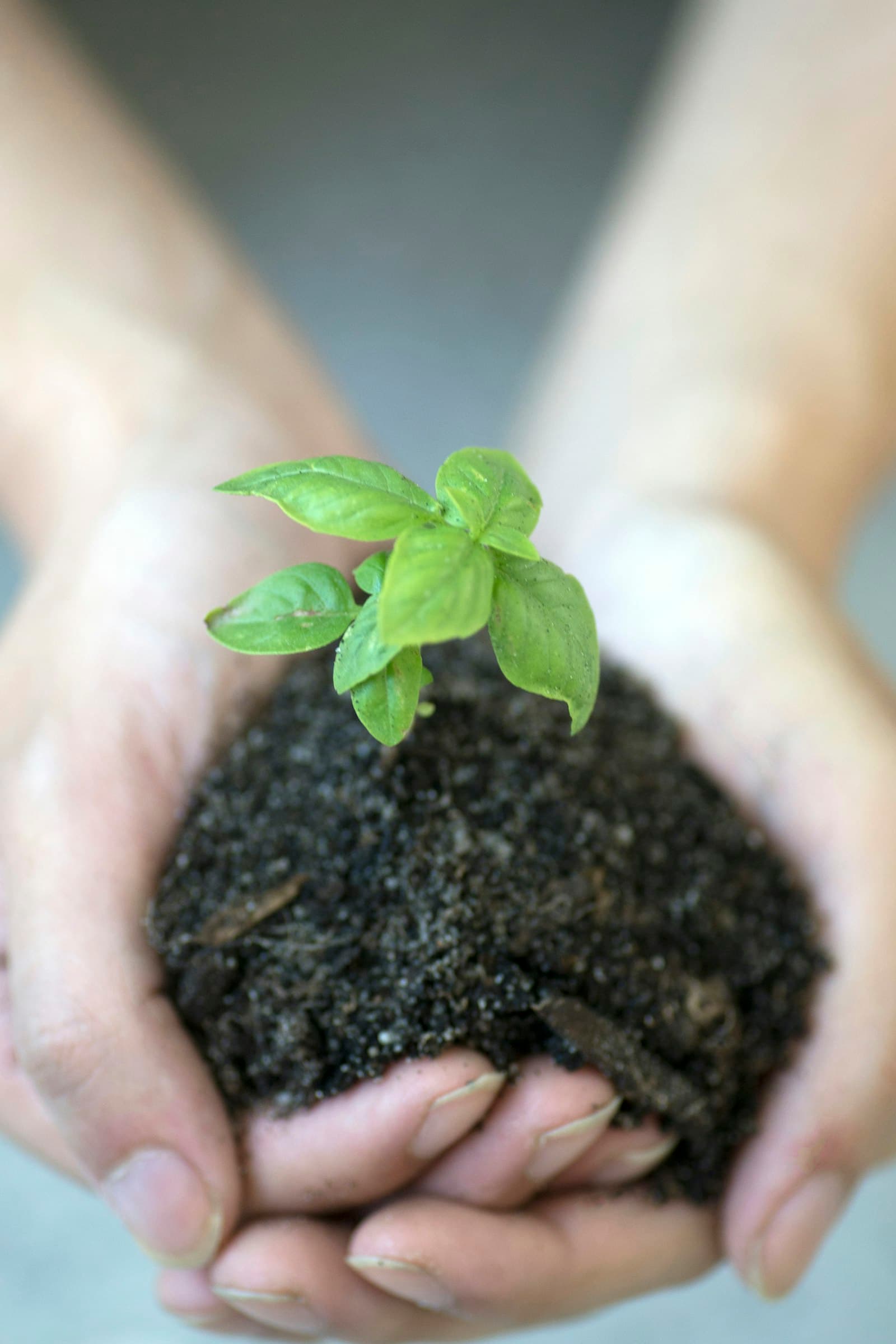 A pair of hands cradling a small seedling growing in soil