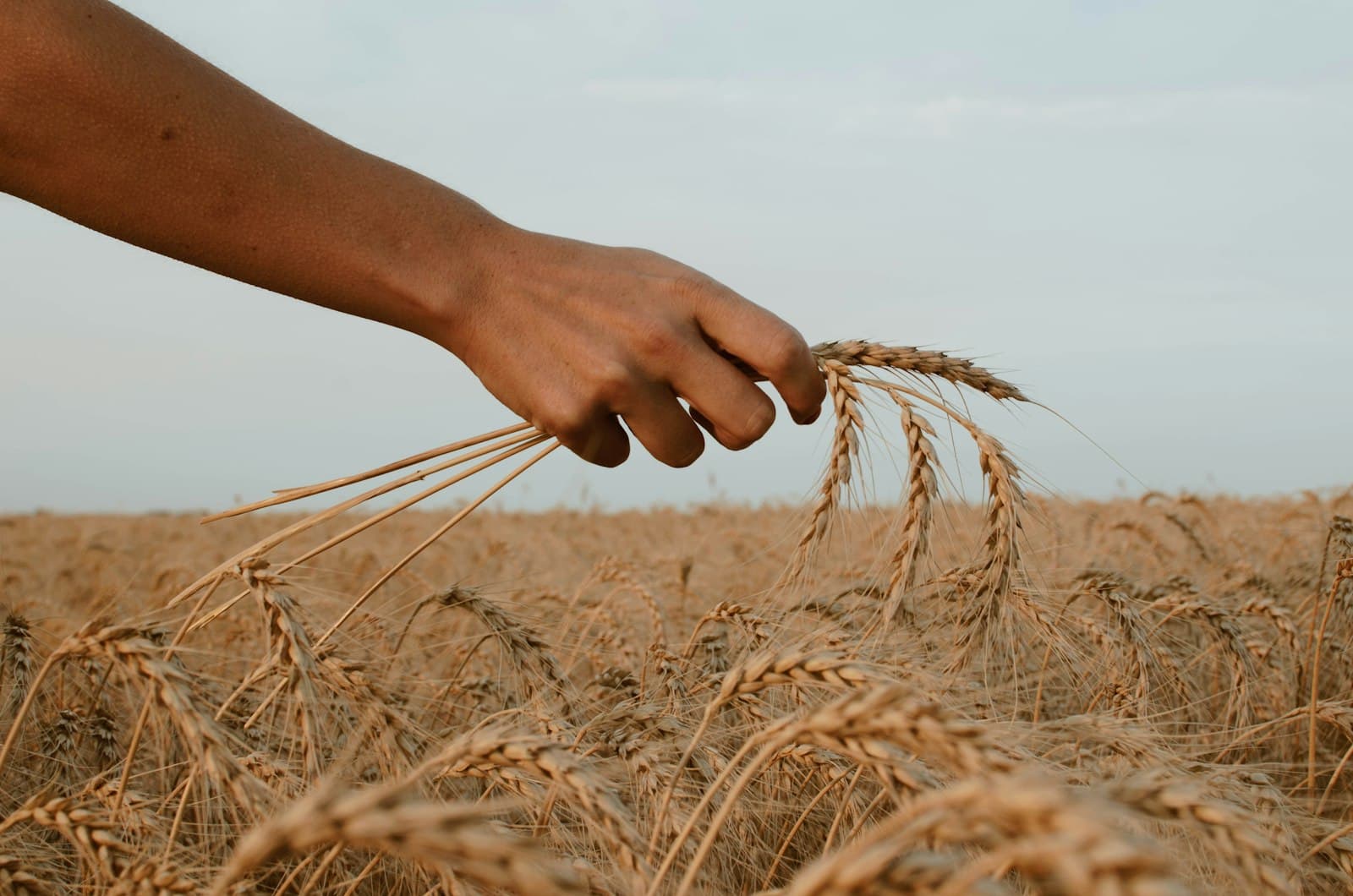 A hand reaching into a golden wheat field to hold a cluster of ripe wheat ears