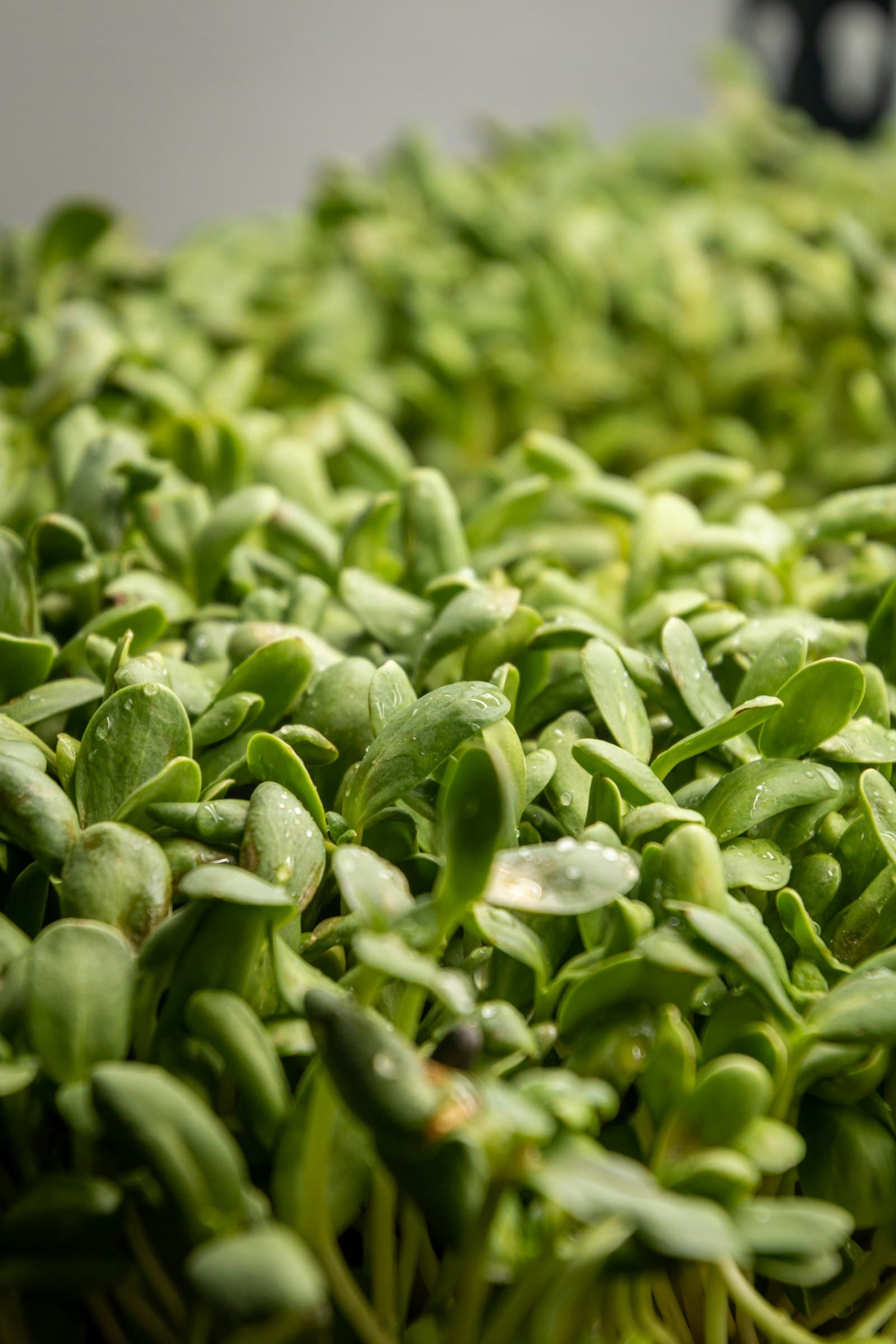A dense, close-up pile of bright green sunflower microgreens on a table