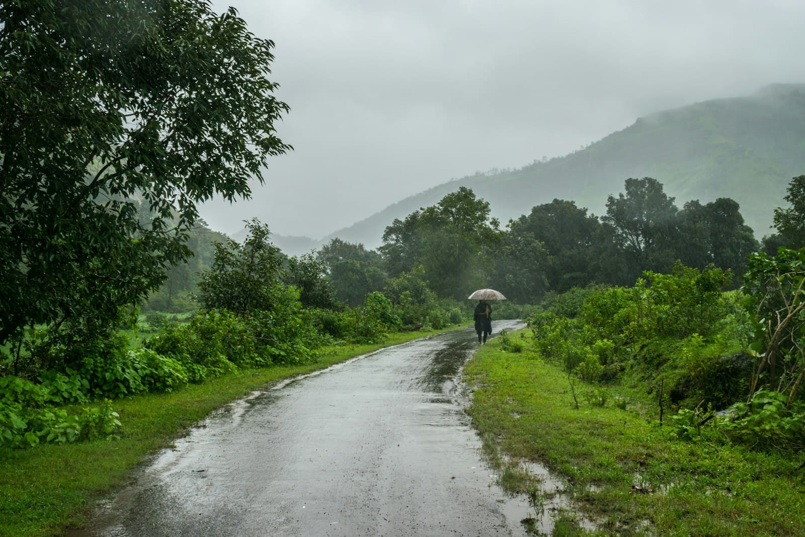 A person walking with an umbrella along a wet road through green monsoon hills at Malshej Ghat, Maharashtra